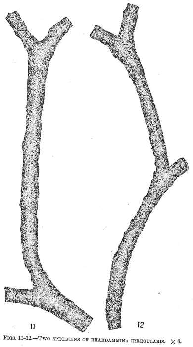 Image of Rhabdammina irregularis Carpenter 1869