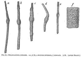 صورة Rhabdammina linearis Brady 1879