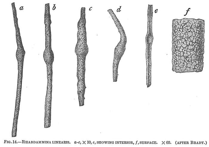 صورة Rhabdammina linearis Brady 1879