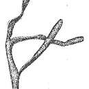 Image of Rhizammina algaeformis Brady 1879