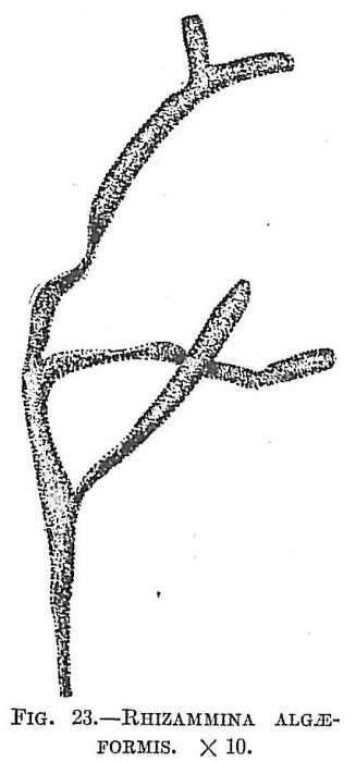 Image de Rhizammina algaeformis Brady 1879