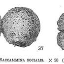 Image of Saccammina socialis Brady 1884