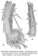 Image of Saccorhiza calcilega (Rhumbler 1906)