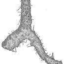 Image of Saccorhiza ramosa (Brady 1879)