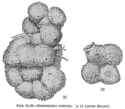 Image of Sorosphaera confusa Brady 1879