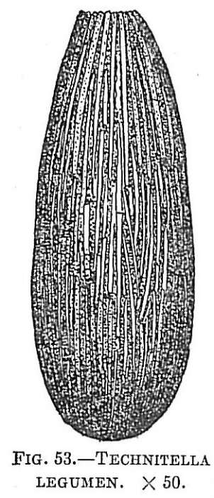 Image of Technitella legumen Norman 1878