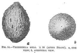 Image of Technitella melo Norman 1878