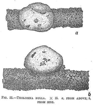 Image of Tholosina bulla (Brady 1881)