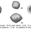 Image of Thurammina albicans Brady 1879