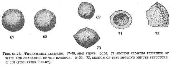 Image of Thurammina albicans Brady 1879