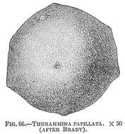 Image of Thurammina papillata Brady 1879