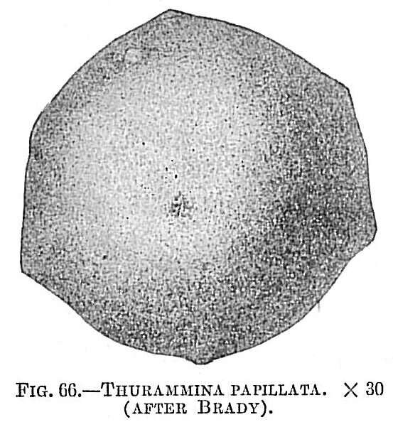 Image of Thurammina papillata Brady 1879
