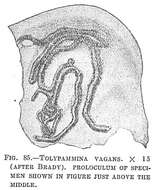 Image of Tolypammina vagans (Brady 1879)