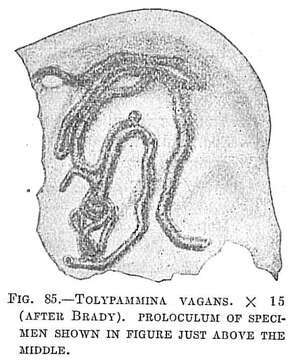 Image of Tolypammina vagans (Brady 1879)