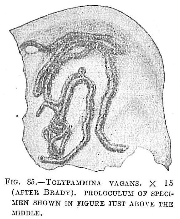 Image of Tolypammina vagans (Brady 1879)