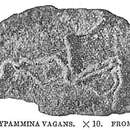 Слика од Tolypammina vagans (Brady 1879)