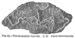 Image of Tolypammina vagans (Brady 1879)