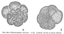 Image of Trochammina inflata (Montagu 1808)