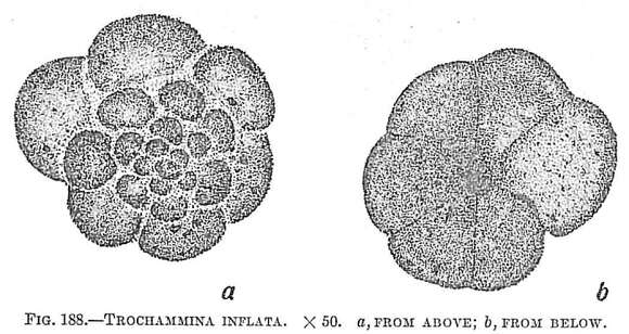 Image of Trochammina inflata (Montagu 1808)