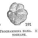 Image of Trochammina nana (Brady 1881)
