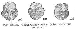 Image of Trochammina nana (Brady 1881)