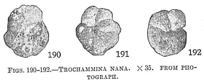 Image of Trochammina nana (Brady 1881)