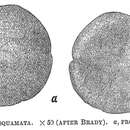 Sivun Trochammina squamata Jones & Parker 1860 kuva