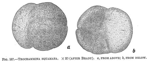 Image of Trochammina squamata Jones & Parker 1860