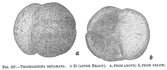 Image of Trochammina squamata Jones & Parker 1860