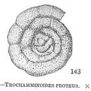 Image of Trochamminoides challengeri Rögl 1995