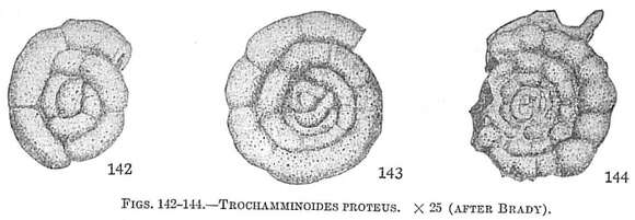 Image de Trochamminoides challengeri Rögl 1995