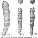Image of Turritellella shoneana (Siddall 1878)