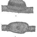 Plancia ëd Verrucina rudis Goës 1896