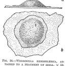 Image of Webbinella hemisphaerica (Jones, Parker & Brady 1866)