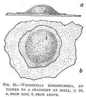 Image of Webbinella hemisphaerica (Jones, Parker & Brady 1866)