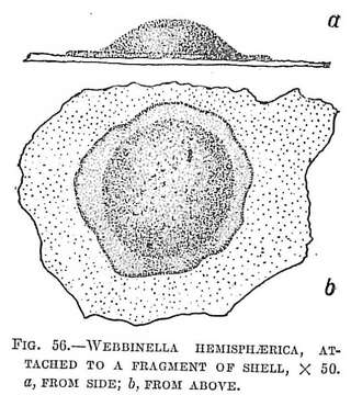 Image of Webbinella hemisphaerica (Jones, Parker & Brady 1866)