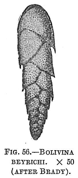 Image of Bolivina beyrichi Reuss 1851
