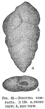 Image of Bolivina compacta Sidebottom 1905