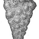 Image of Bolivina decussata (Brady 1881)