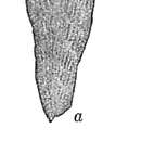 Image of Bolivina pusilla Schwager 1866