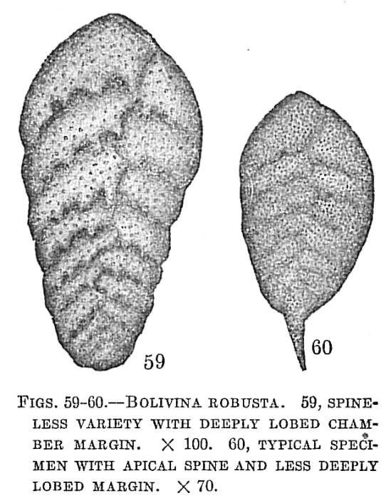 Image of Bolivina robusta (Brady 1881)