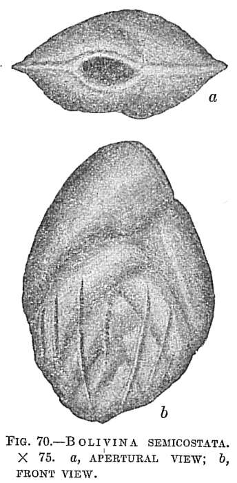 Image of Bolivina semicostata Cushman 1911
