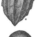 Image of Bulimina buchiana d'Orbigny 1846