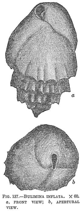 Image de Bulimina inflata Seguenza 1862