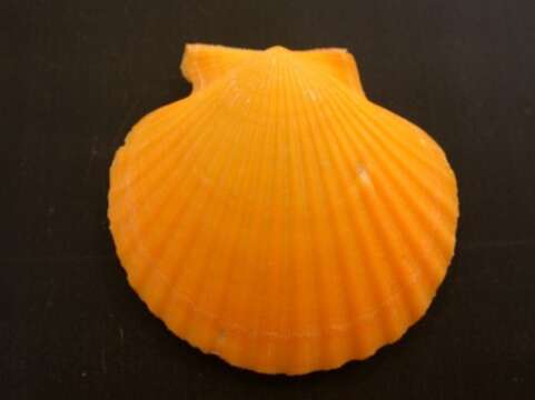 Image of queen scallop