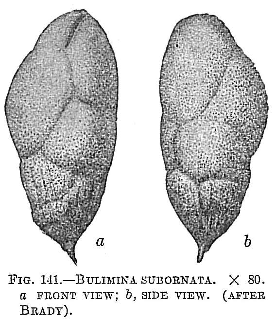 Image de Bulimina subornata Brady 1884