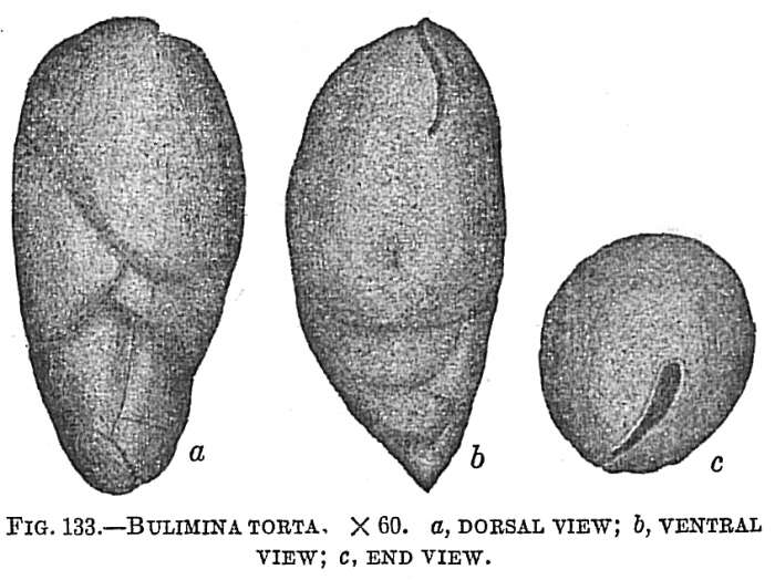 Image of Bulimina torta Cushman 1911