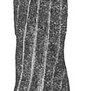 Image de Buliminoides williamsoniana (Brady 1881)