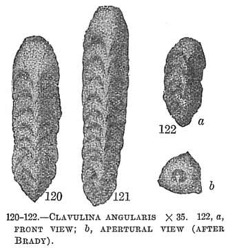 Image of Clavulina angularis d'Orbigny 1826