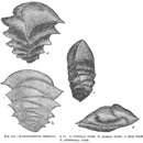Image of Ehrenbergina serrata Reuss 1850